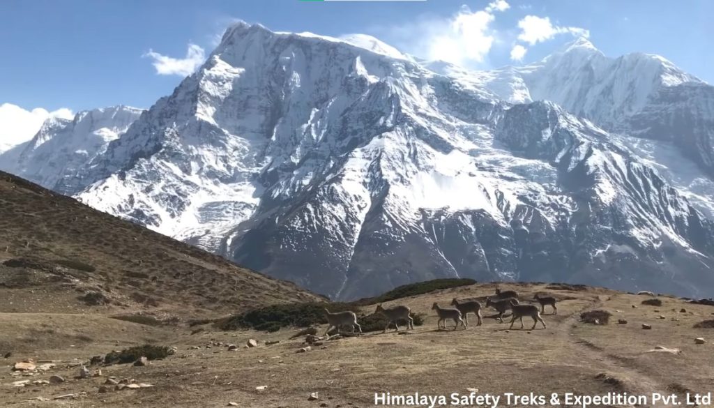 Annapurna Circuit Trek