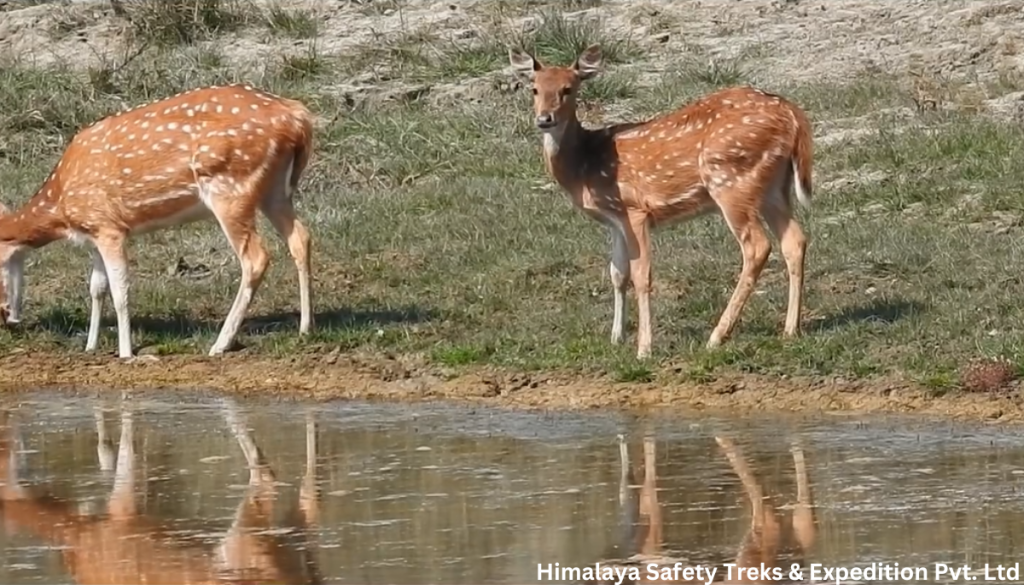 Bardiya National Park